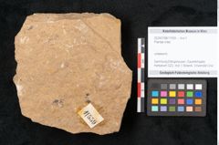 Foto (Objekt + Etikett) von Plantae indet.  (NHMW-GEO-2024-0188-11559)